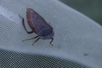 Aphrodes