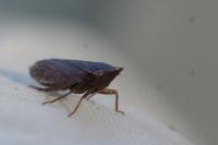 Aphrodes