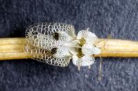 Corythucha ciliata