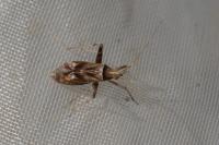 Phytocoris