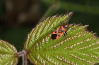 Corizus hyoscyami