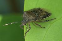 Rhaphigaster nebulosa