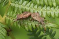 Coreus marginatus