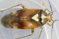 Lygus pratensis