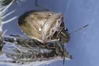 Eysarcoris ventralis