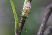 Pantilius tunicatus