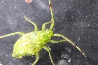 Pantilius tunicatus