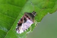 Elasmucha grisea