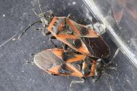 Arocatus roeselii