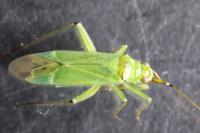 Blepharidopterus angulatus