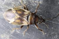 Oxycarenus modestus