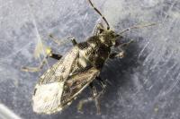 Heterogaster urticae