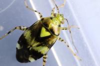 Liocoris tripustulatus