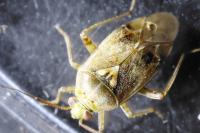 Lygus rugulipennis