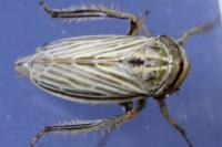 Artianus interstitialis