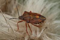 Carpocoris purpureipennis