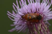 Deraeocoris ruber