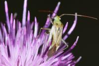Adelphocoris lineolatus