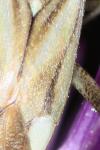 Adelphocoris lineolatus