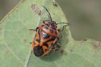 Eurydema ornata
