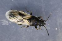 Metopoplax ditomoides