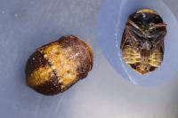 Penthimia nigra
