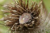 Dolycoris baccarum