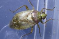 Lygus rugulipennis