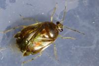 Deraeocoris lutescens