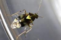 Liocoris tripustulatus