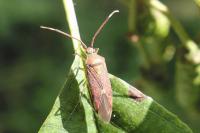 Pantilius tunicatus