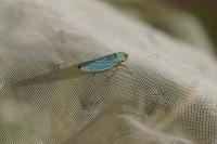 Cicadella viridis