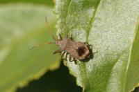 Coreus marginatus