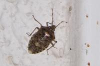 Rhaphigaster nebulosa