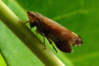 Fieberiella florii