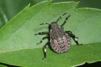 Halyomorpha halys