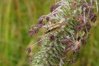 Stenotus binotatus