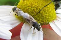Metopoplax ditomoides