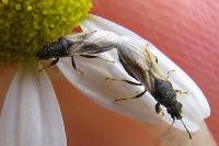 Metopoplax ditomoides