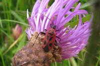 Calocoris nemoralis