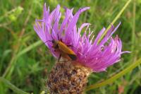 Calocoris nemoralis