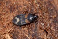 Lyctocoris dimidiatus