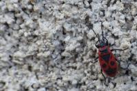 Pyrrhocoris apterus