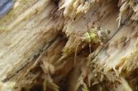 Rhabdomiris striatellus