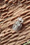 Corythucha ciliata