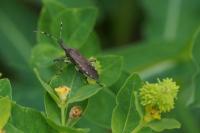 Dicranocephalus albipes