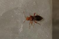 Rhopalus subrufus