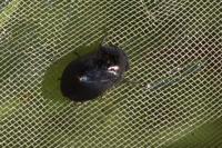 Penthimia nigra