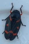 Cercopis intermedia