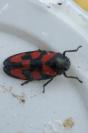 Cercopis vulnerata